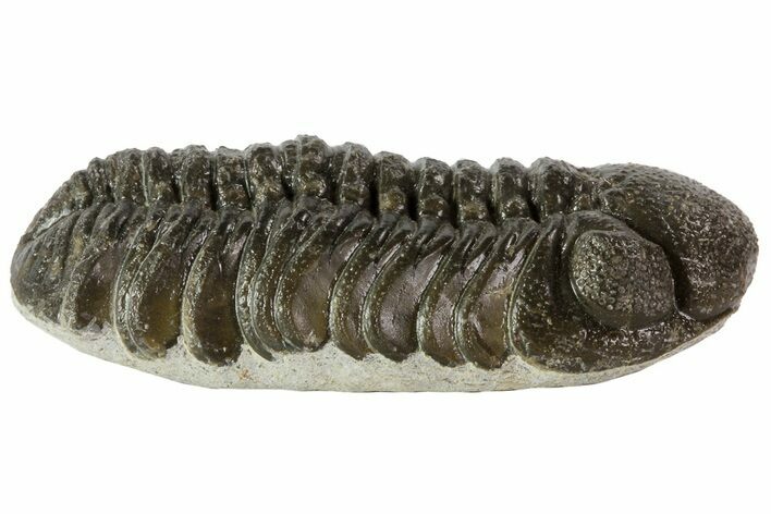 Austerops Trilobite Fossil - Rock Removed #67007